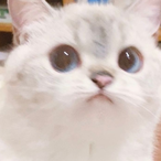 HedgehogEnjoyer's Avatar'