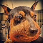 BillyBadgerOG's Avatar'