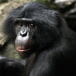 MonkeBono