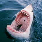 Iceypeeb_343's Avatar'