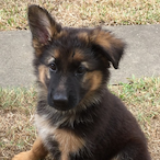 ricardothegreat's Avatar