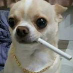 Chihuahua_Boss's Avatar'