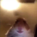 hamster_fan's Avatar'