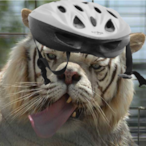 jamburger11's Avatar'