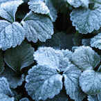 chilled_plant's Avatar'