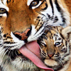 The_7th_Legacy's Avatar