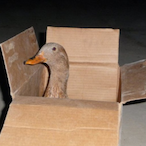 Duck_in_the_Box's Avatar'