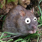 eineHausratte's Avatar'