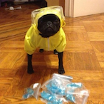 mopsblack's Avatar'