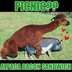 Alpaca_Bacon's Avatar'