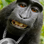 Mnky-K's Avatar'