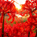 Amaryllis815's Avatar'