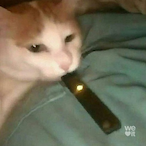 VzSkunkZzV's Avatar'