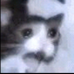Caladivolpe's Avatar'