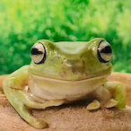 Poisonstrike_'s Avatar'