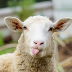 LazySheep23's Avatar'