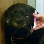DOGGOMMANDER's Avatar'