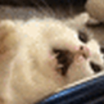 FreeRankedElo's Avatar'