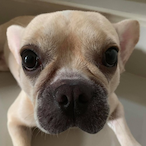 edokedokedok's Avatar'