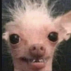 BalkyPL's Avatar'