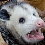 TheOpossumKing's Avatar'