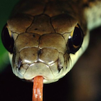 SnakeSlippiest's Avatar'