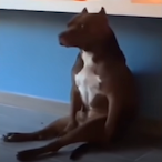 BaidaBaida's Avatar'