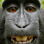 Doritos.Inc's Avatar'