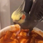 MiniWheatThins's Avatar'