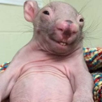 RataCalva.WIG's Avatar'