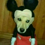 Panefuu's Avatar'
