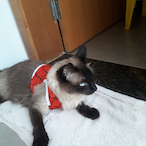 TicoMiaNaCamah's Avatar'