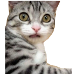 yxngcuxk's Avatar'