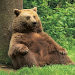 Big_boy_Bear's Avatar'