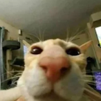 BossManAngry-'s Avatar'