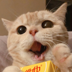 KiriForTheWorld's Avatar'