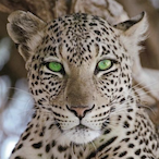 Rogue.lil.Cub.'s Avatar'