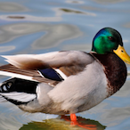 Magic_Duck.'s Avatar'