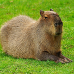 MIT_capybara's Avatar'