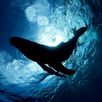 Orca..'s Avatar'