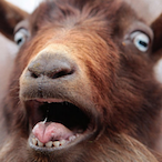 CNM-Goat's Avatar'