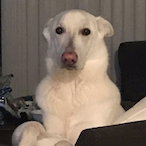 TenDollarTypo's Avatar