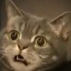 Debil337's Avatar'