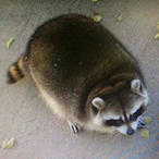Badger_Tsar's Avatar'