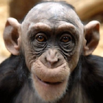 Steel.Bacon's Avatar