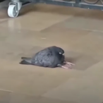 SedPidgeon.Sag's Avatar'