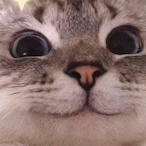 Ted_Chungus's Avatar'