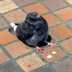 WeWantFeet's Avatar'