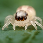 prxctr burgr's Avatar'