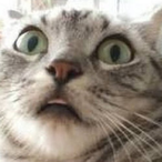 RallyFap's Avatar'